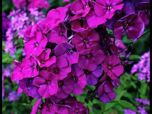 Флоксы Шапка Мономаха и Алиса Фрейндлих