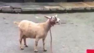 Gunther - Ding Dong Song (Goat Remix)