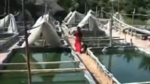 Производство спирулины в Индии