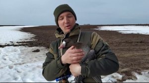 Весенняя охота на гуся 2022 в Кировской области