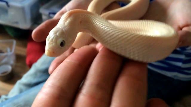 Белая гоферовая змея смотреть онлайн