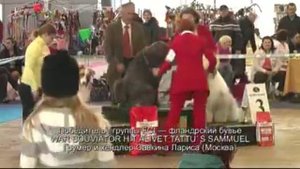 Фландрские бувье на Бестах выставки "Лидер-Престиж-2012"