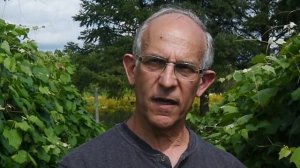 Эверест Сидлис - новый сорт винограда от Корнелльского университета (селекция Брюса Рейша, США)