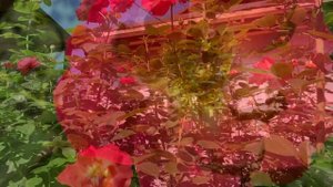 Роза Декор Арлекин ( Rose Decor Arlequin) плетистая 21 августа 2021 г.