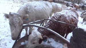 Сделали в сарае клетки. Первая ночь Коров в сарае.