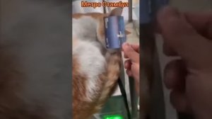 Коты контроллеры в метро
