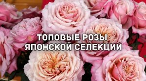 Лучшие розы. Розы японской селекции