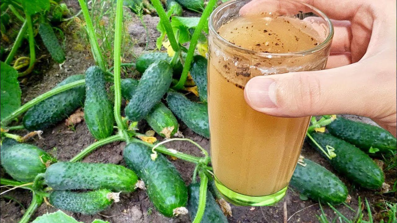 1 СТАКАН и огурцов, томатов, перцев нарастает тонна, даже слабые и хилые растения вмиг заплодоносят! смотреть онлайн