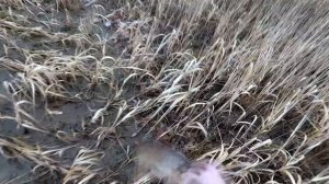 # 2 Проверяем закидушки на налима. 2019