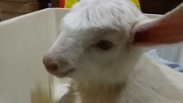 Рождение козленка//Наш первенец//Коза родила//Марианна Life смотреть онлайн