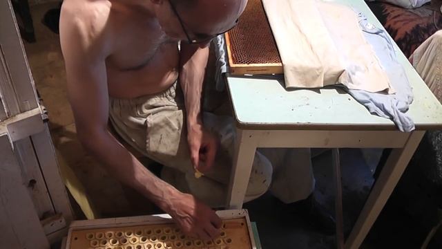 Вывод маток. Как получить много принятых личинок. смотреть онлайн