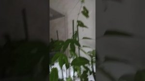 Зимовка плюмерии,маракуйи и адениумов в Сибири