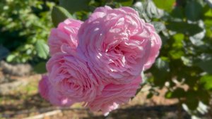 Floribunda Rose - Summer Romance