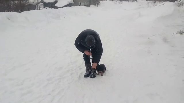 Дрессировка собак. Подход к судье ОКД выполняет маленькая собачка.