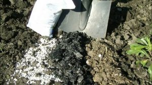 Тюльпаны в сентябре