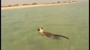 Бисмарк идёт под громкий гул машин