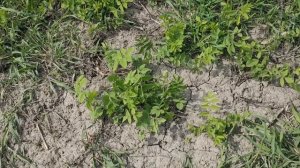 Козлятник восточный Галега Люцерна Выращивание люцерны на сено Козлятник восточный и люцерна