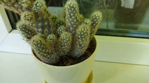 Кактус Маммилярия - Советы по уходу за кактусом