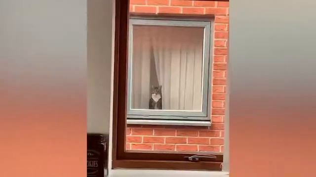 Смешные кошки /и других животных смотреть онлайн