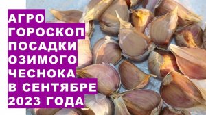 Агрогороскоп посадки озимого чеснока в сентябре 2023 года