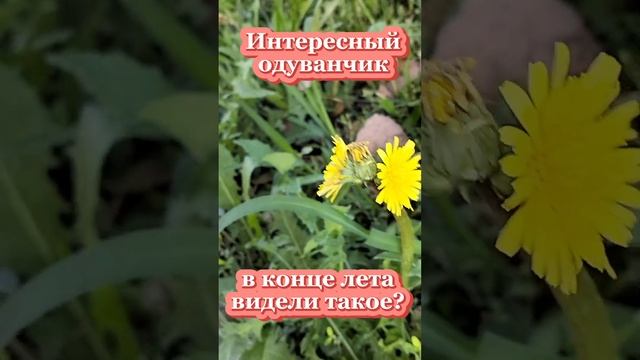 #Одуванчик с тремя цветами на одном стебле, видели такое?