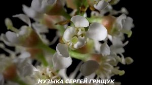 Музыка Для Души ,,КОГДА ЗАЦВЕТАЕТ ВЕСНА ,, Музыка Сергей Грищук .mp4