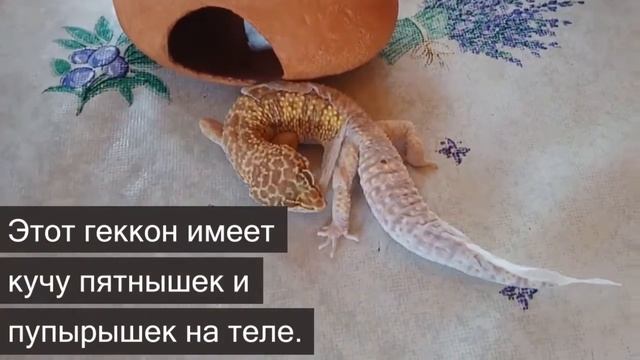 5 красивейших ящериц в мире