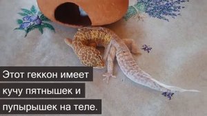 5 красивейших ящериц в мире