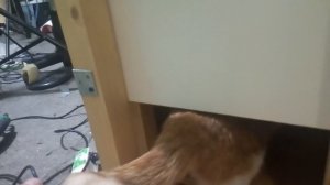 Ловушка для кота. Как поймать кота.