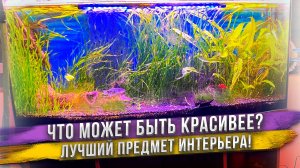 Аквариум - всегда есть в нашем доме! Не представляем наш дом без него.