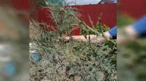 Формирую можжевельник BLUE ARROW