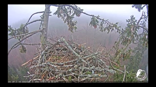 Строительство гнезда смотреть онлайн