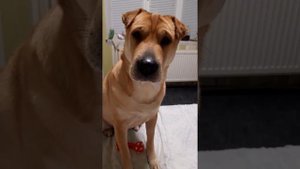 Собаки разговаривают