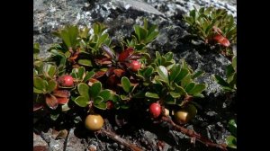 USO MEDICINAL DE LA GAYUBA, UVA DE OSO Para los riñones y vías urinarias, Arctostaphylos uva-ursi