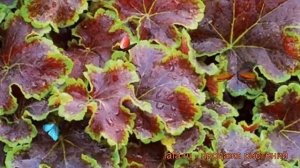 Гейхерелла гибридная Солар Эклипс (heucherella) ? обзор: как сажать, рассада гейхереллы Солар Эклип