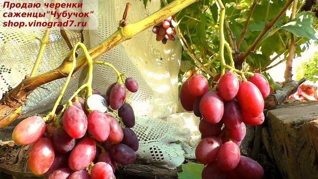 Виноград Княжна селекции Калугина - порадует вас крупными ягодами и украсит ваш стол. смотреть онлайн