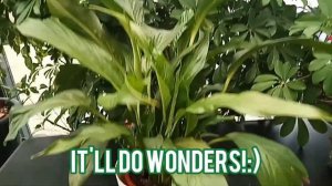 HOW TO SAVE YOUR DYING PEACE LILLY WITHIN 1 DAY!!