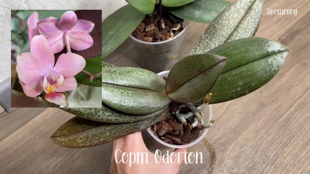 Три сорта Парфюмерных фабрик: Odorion, Scention и Orange или Oriental. смотреть онлайн