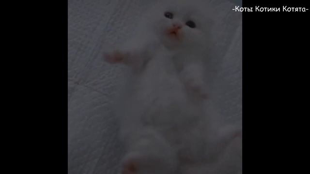 Самые милые котята)  #1 Забавное видео о котятах