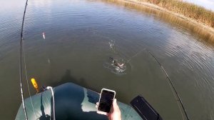 Щука сошла с ума - Поймал Лебедя на воблер