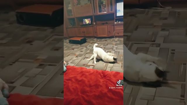 Джек Рассел терьер, самые лучшие друзья 🐕🐈🥰