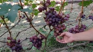 @Виноград ЭВЕРЕСТ  Виноградник Гергеля, г Полтава, 25 08 21