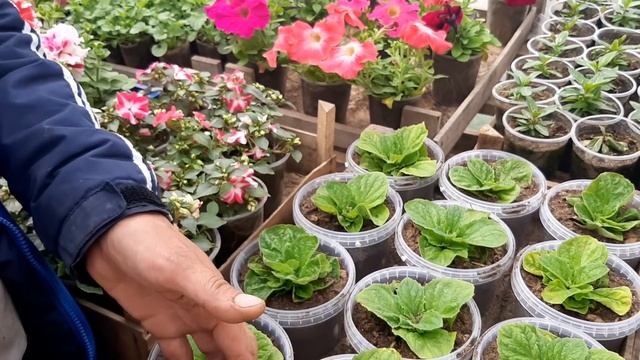 ПОЛНЫЙ ОБЗОР ЦВЕТОВ КОТОРЫЕ ВЫРАЩИВАЮ КАЖДЫЙ ГОД В ТЕПЛИЦЕ