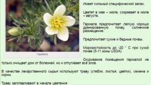 Гармала обыкновенная, или могильник обыкновенный, адраспан, Peganum harmala.