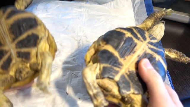 Определение пола среднеазиатских черепах смотреть онлайн