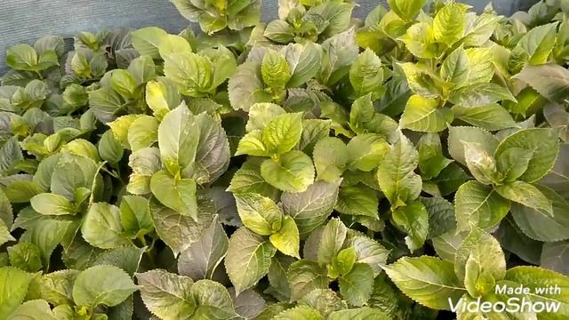 03августа2019 Крупнолистные Гортензии ✌️? смотреть онлайн