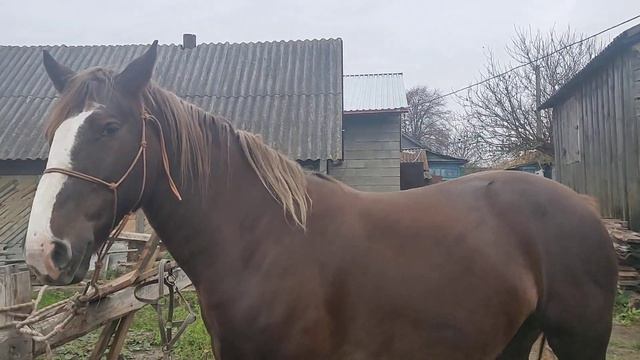 Седловка лошади вестерн.