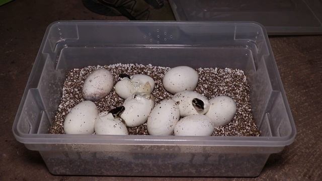 Incubation of Ball Python eggs below recommended temperatures смотреть онлайн