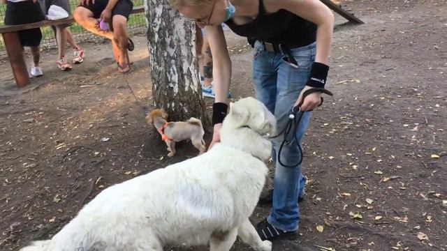 Влог Большая прогулка с собаками Июль смотреть онлайн