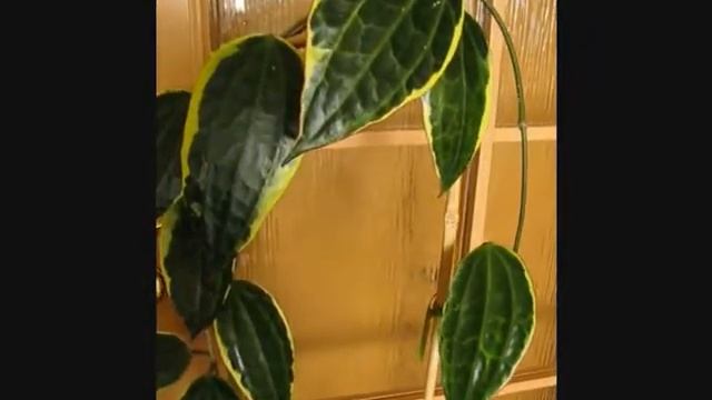 Hoya macrophylla смотреть онлайн